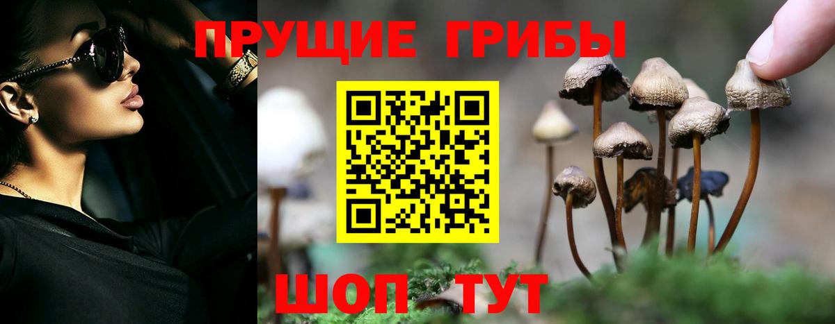 Галлюциногенные грибы Psilocybe Заринск